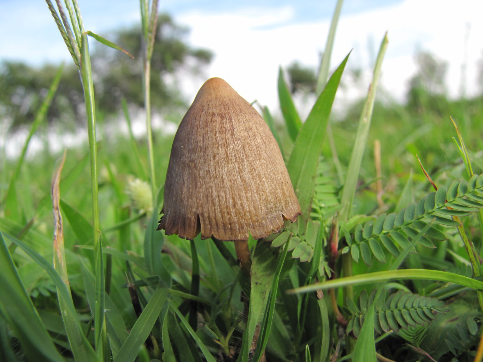 Psilocybe_mexicana_313748.jpg